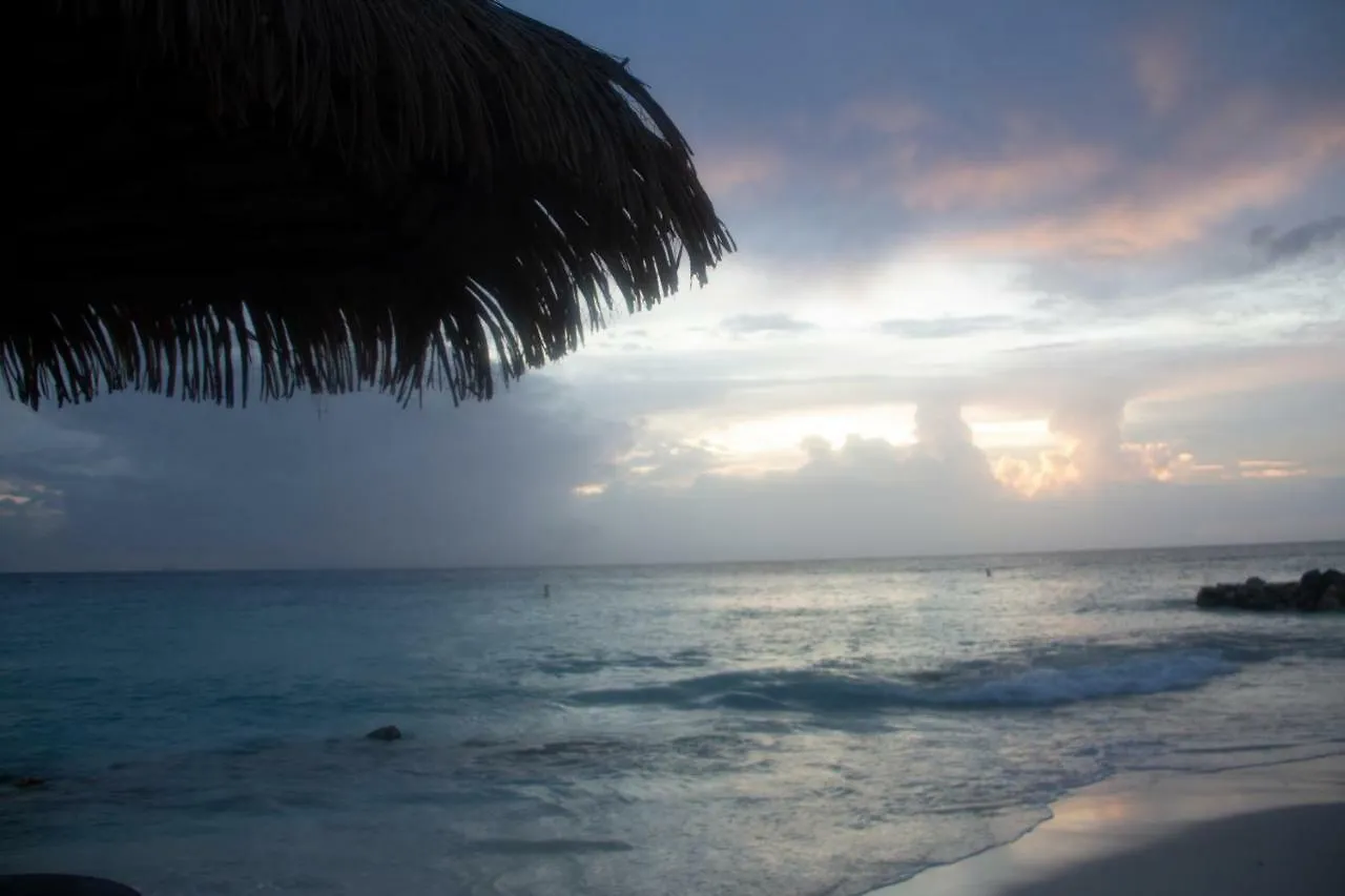 Aruba Beach Club Resort Palm Beach